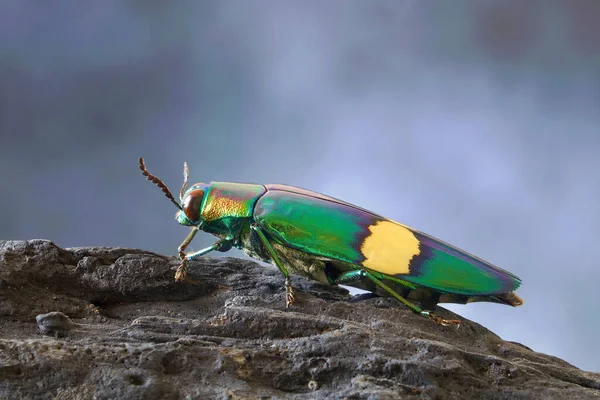 Jewel Beetle Chrysochroa Suandersii Gatunek Chrząszcza Rodziny Chrząszczykowatych Buprestidae Skupienie — Zdjęcie stockowe
