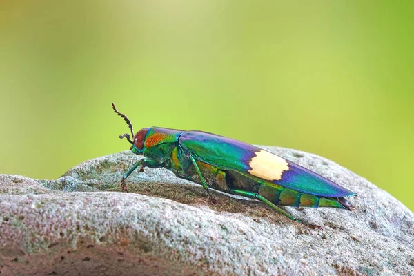 Jewel Beetle Chrysochroa Suandersii Gatunek Chrząszcza Rodziny Chrząszczykowatych Buprestidae Skupienie — Zdjęcie stockowe