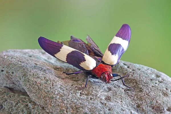 Chrysochroa Buqueti Rugicollis Una Especie Coleóptero Familia Buprestidae Uno Los —  Fotos de Stock