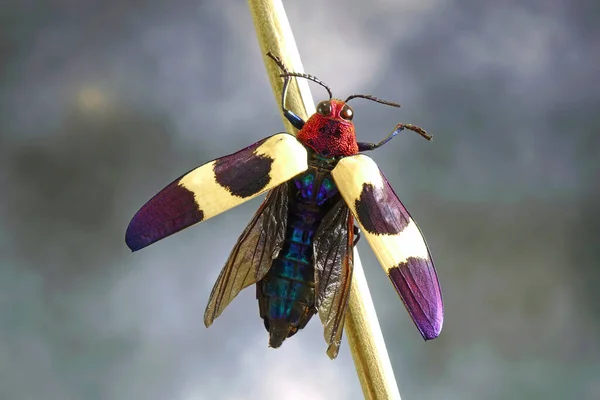 Полосатый Жук Chrysochroa Buqueti Rugicollis Красный Жук Крапинами Является Юго — стоковое фото