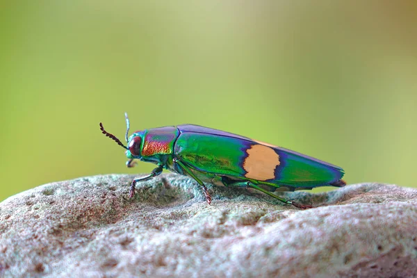 珍珠甲虫 Chrysochroa Suandersii 缩写Chrysochroa Suandersii 或金属木钻甲虫 Metallic Wood Boring Beetle — 图库照片