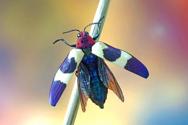 红斑斑甲虫 Chrysochroa Buqueti Rugicollis 是世界上最美丽的昆虫之一 产于亚洲东南部的一种甲虫 — 图库照片