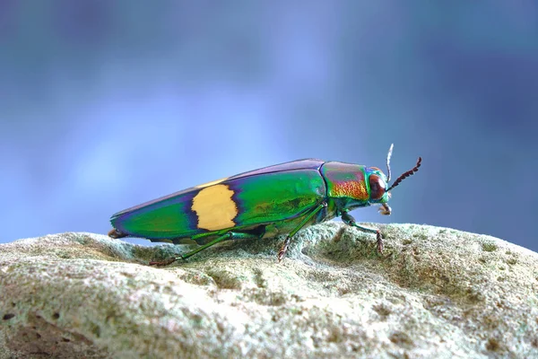 Jewel Beetle Chrysochroa Suandersii Gatunek Chrząszcza Rodziny Chrząszczykowatych Buprestidae Skupienie — Zdjęcie stockowe