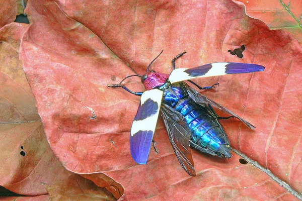 Banded Jewel Beetle Chrysochroa Buqueti Rugicollis Vagy Vörös Pöttyös Bogár — Stock Fotó