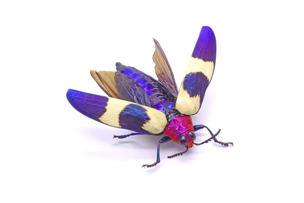 Chrząszcz Złocisty Chrysochroa Buqueti Rugicollis Gatunek Chrząszcza Rodziny Chrząszczy Buprestidae — Zdjęcie stockowe