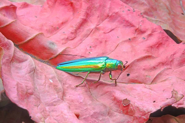 Coléoptère Joyau Chrysochroa Fulgidissima Coléoptère Bois Métallique Sur Les Feuilles — Photo