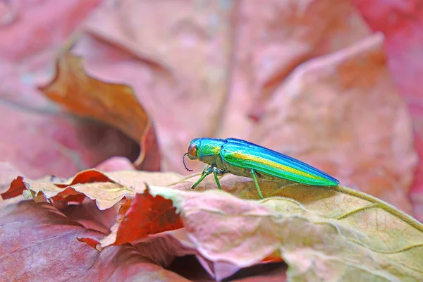 Juweel Kever Chrysochroa Fulgidissima Metallic Hout Saaie Kever Rode Herfstbladeren — Stockfoto