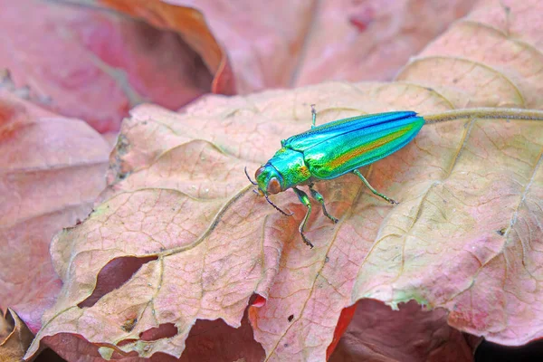 Escarabajo Joya Chrysochroa Fulgidissima Escarabajo Madera Metálica Sobre Hojas Rojas — Foto de Stock