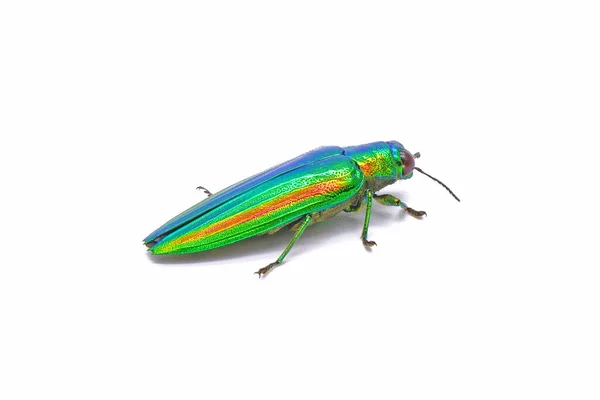 Juwelenkäfer Chrysochroa Fulgidissima Oder Metallbohrkäfer Isoliert Auf Weißem Hintergrund — Stockfoto