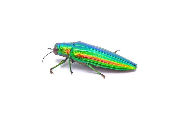 宝石甲虫 Chrysochroa Fulgidissima 或金属木钻甲虫 白色背景分离 — 图库照片