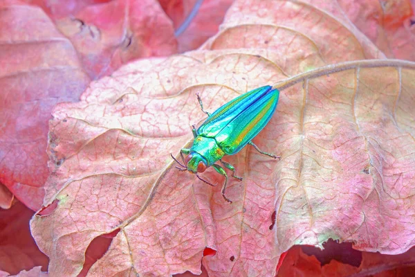 Juweel Kever Chrysochroa Fulgidissima Metallic Hout Saaie Kever Rode Herfstbladeren — Stockfoto