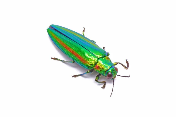 宝石甲虫 Chrysochroa Fulgidissima 或金属木钻甲虫 白色背景分离 — 图库照片