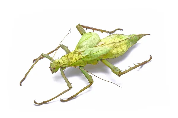 Ninfa Selva Heteropteryx Dilatata Fêmea Era Conhecida Como Ninfa Madeira — Fotografia de Stock