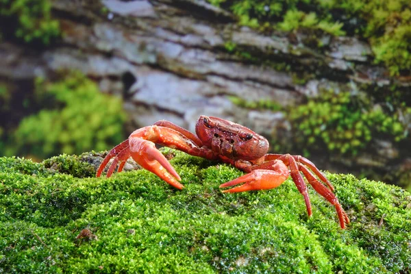 Krab Vodopádový Nebo Krab Červený Phricotelphusa Limula Tropickém Deštném Pralese — Stock fotografie