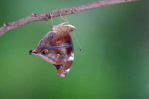 Autumn Leaf Butterfly Boleschallia Bisaltide Είναι Επίσης Γνωστή Πεταλούδα Φυλλώματος — Φωτογραφία Αρχείου