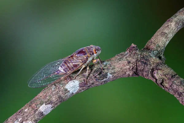 Cicada Tropical Forest Cicada Insect Summer Season — Stock Photo, Image