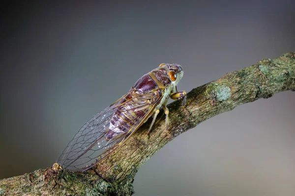 Cicada Tropickém Lese Cicada Hmyz Letní Sezóně — Stock fotografie