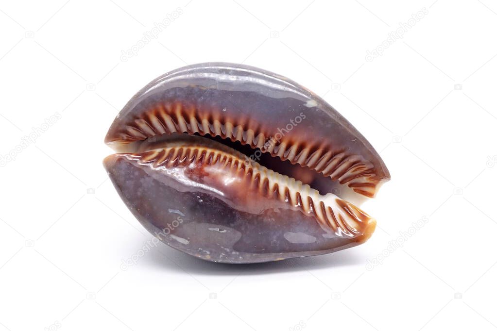 Cowrie shell isolated on white background. Seashell
