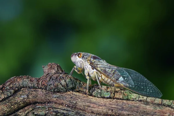 Tropikal Ormanda Ağustos Böceği Yaz Mevsiminde Ağustos Böceği — Stok fotoğraf