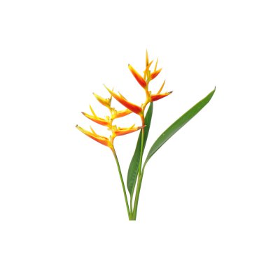 Beyaz arka planda izole edilmiş Heliconia çiçeği. Süslü çiçekler, Heliconia (Heliconia x nickeriensis) kesilmiş çiçekler için büyük bir sarmal, H.marginalia ve H. psittacorum arasında bir melez..