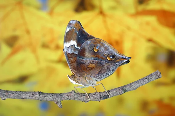 Осенний Лист Бабочки Doleschallia Bisaltide Известен Листокрылая Бабочка Выборочный Фокус — стоковое фото
