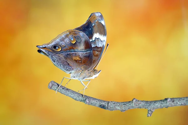 Herfst Bladvlinder Doleschallia Bisaltide Ook Bekend Als Bladvleugelvlinder Selectieve Focus — Stockfoto