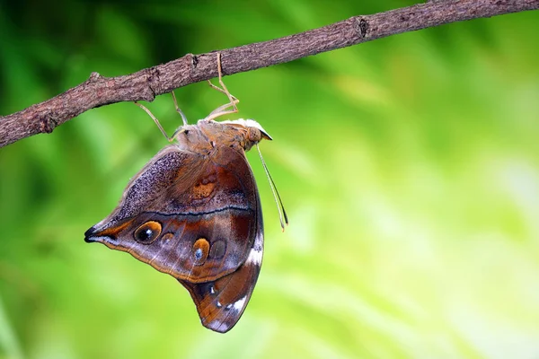 秋叶蝴蝶 Doleschallia Bisaltide 也被称为叶翅蝴蝶 有选择的焦点 模糊的绿色森林背景和复制空间 — 图库照片