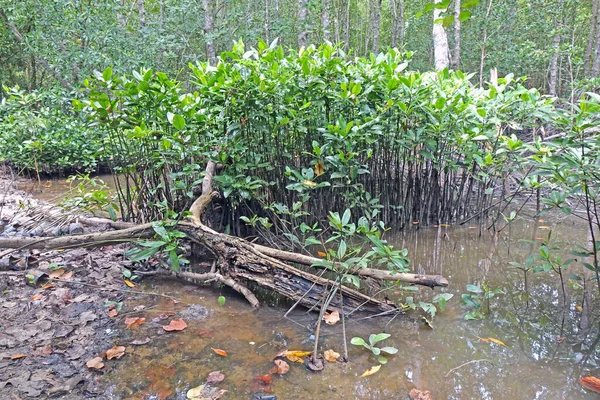The Mangrove trees in swamp forest / Mangrove forest of Thailand. Reforestation, plantation back to the nature for saving marine life and protect the environment in shoreline. World environmental day.