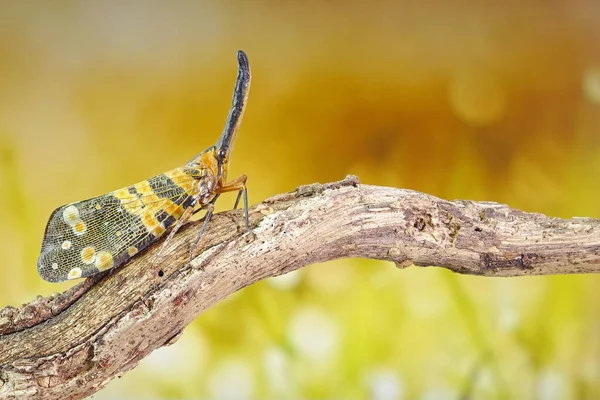 Dunkelgehörnte Laternenfliege Pyrops Spinolae Die Einhörner Der Insektenwelt Selektiver Fokus — Stockfoto