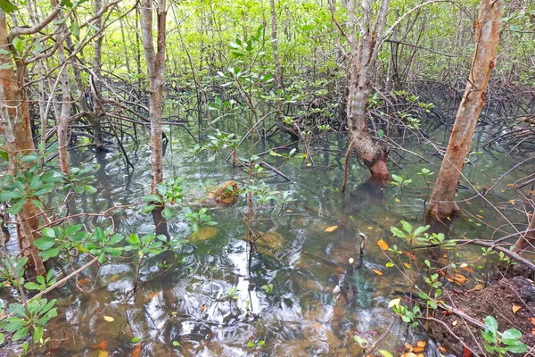 The Mangrove trees in swamp forest / Mangrove forest of Thailand. Reforestation, plantation back to the nature for saving marine life and protect the environment in shoreline. World environmental day.