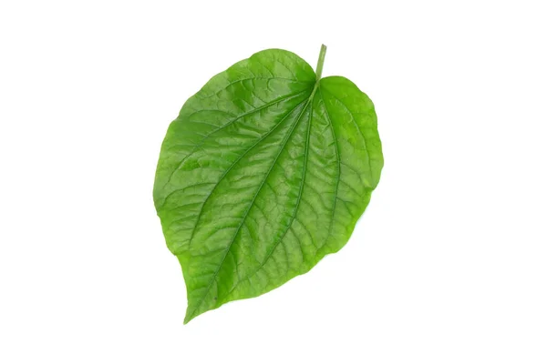 Betel Leaves Isolated White Background Fresh Green Aromatic Herbal Leaves — Stock Photo, Image