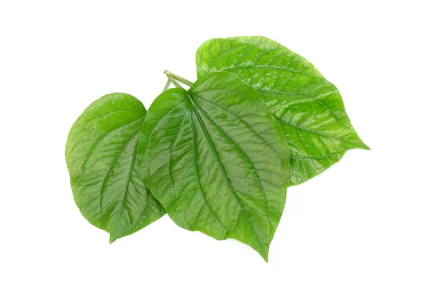 Betel Bladeren Geïsoleerd Witte Achtergrond Verse Groene Aromatische Kruidenbladeren — Stockfoto