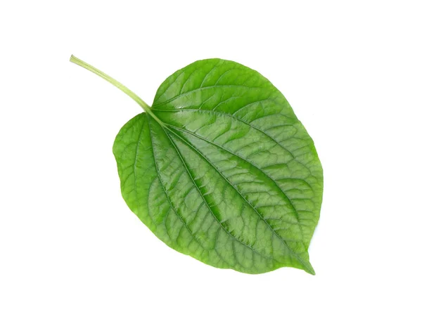 Betel Lascia Isolato Sfondo Bianco Foglie Erbe Aromatiche Verdi Fresche — Foto Stock