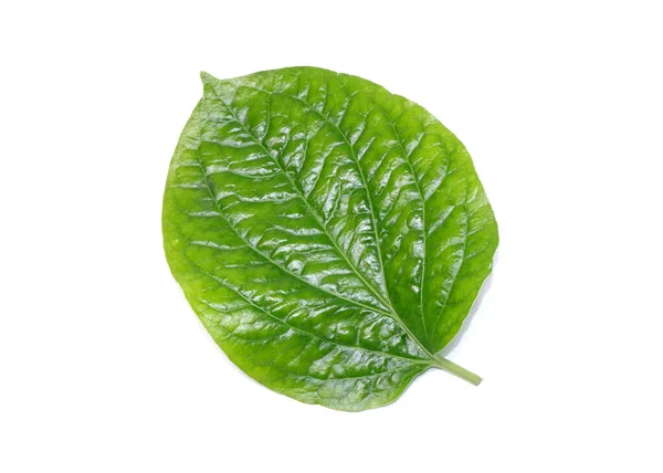 Betel Lascia Isolato Sfondo Bianco Foglie Erbe Aromatiche Verdi Fresche — Foto Stock