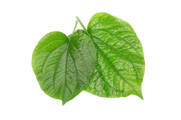 Betel Leaves Isolated White Background Fresh Green Aromatic Herbal Leaves — Stock Photo, Image