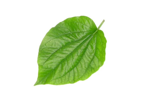 Betel Bladeren Geïsoleerd Witte Achtergrond Verse Groene Aromatische Kruidenbladeren — Stockfoto