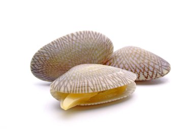 Deniz ürünleri: Beyaz arka planda izole edilmiş taze bebek istiridye kabuğu.