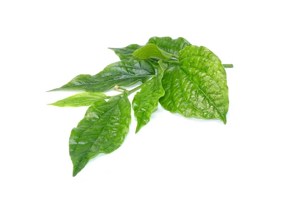 Betel Leaves Isolated White Background — Stock Photo, Image