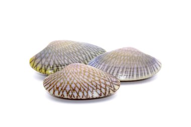 Deniz ürünleri: Beyaz arka planda izole edilmiş taze bebek istiridye kabuğu.