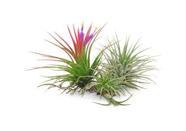 Tillandsia iyonantası beyaz arka planda izole edildi. Tillandsia gökyüzü bitkisidir, dikkatsiz ve bakımsız bitkilerdir. Toprak gerektirmeyen, sadece bol su, güneş ışığı ve iyi hava akımı gerektiren süs bitkileridir..