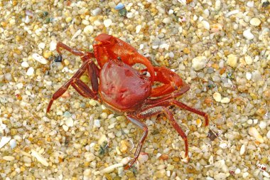 Sahilde kırmızı yengeç. Seçici odak