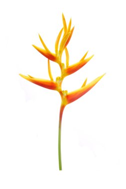 Beyaz arka planda izole edilmiş Heliconia çiçeği. Süslü çiçekler, Heliconia (Heliconia x nickeriensis) kesilmiş çiçekler için büyük bir sarmal, H.marginalia ve H. psittacorum arasında bir melez..