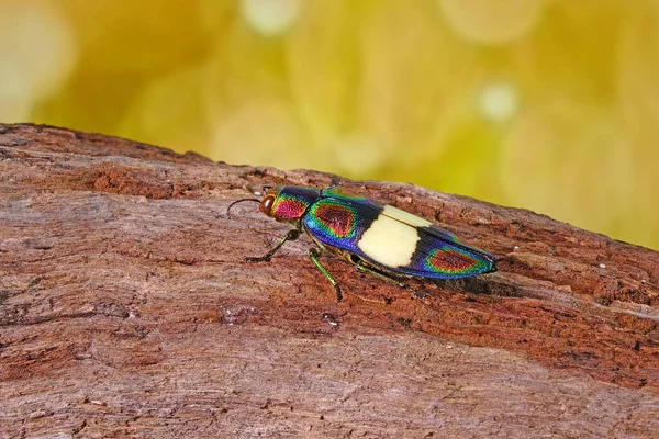 甲壳虫 彩虹珠甲虫 Chrysochroa Fulgens 世界上最多彩的甲虫 产于泰国和东南亚 有选择的重点 — 图库照片