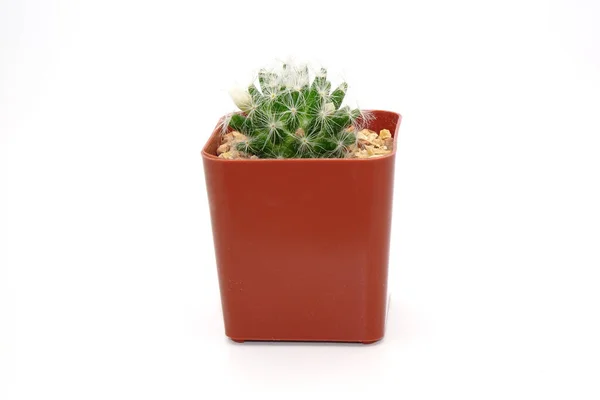 Kaktus Topf Isoliert Auf Weißem Hintergrund Topfpflanzen Zur Absorption Elektromagnetischer — Stockfoto