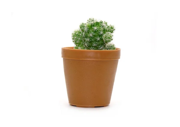 Cactus Vaso Isolato Fondo Bianco Piante Ornamentali Vaso Assorbire Radiazioni — Foto Stock