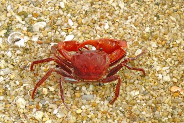 Sahilde kırmızı yengeç. Seçici odak