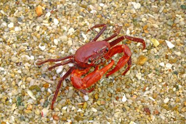 Sahilde kırmızı yengeç. Seçici odak