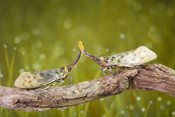 白羽ランタンフライ Pyrops Astarte は東南アジアで見られるプランツパーの一種で 赤い鼻ランタン虫としても知られています ランタンフライ昆虫界の規範 夏の虫 — ストック写真