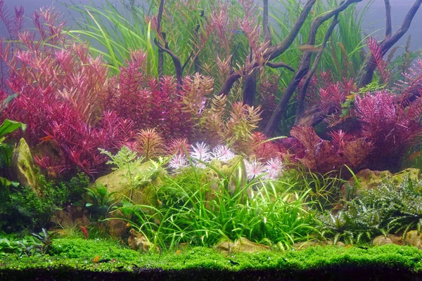 Plantes Aquatiques Colorées Dans Aquarium Poissons Tropicaux Concentration Sélective — Photo