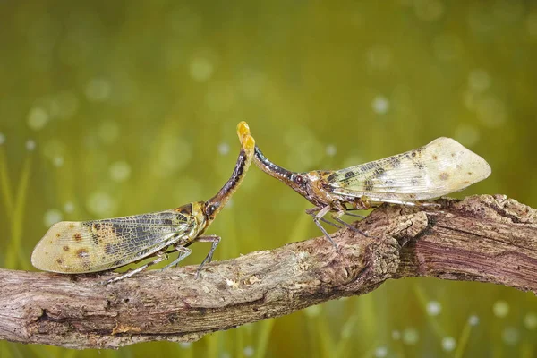 Witvleugellantaarnvlieg Pyrops Astarte Een Vliegensoort Uit Familie Van Sluipvliegen Pyropidae — Stockfoto